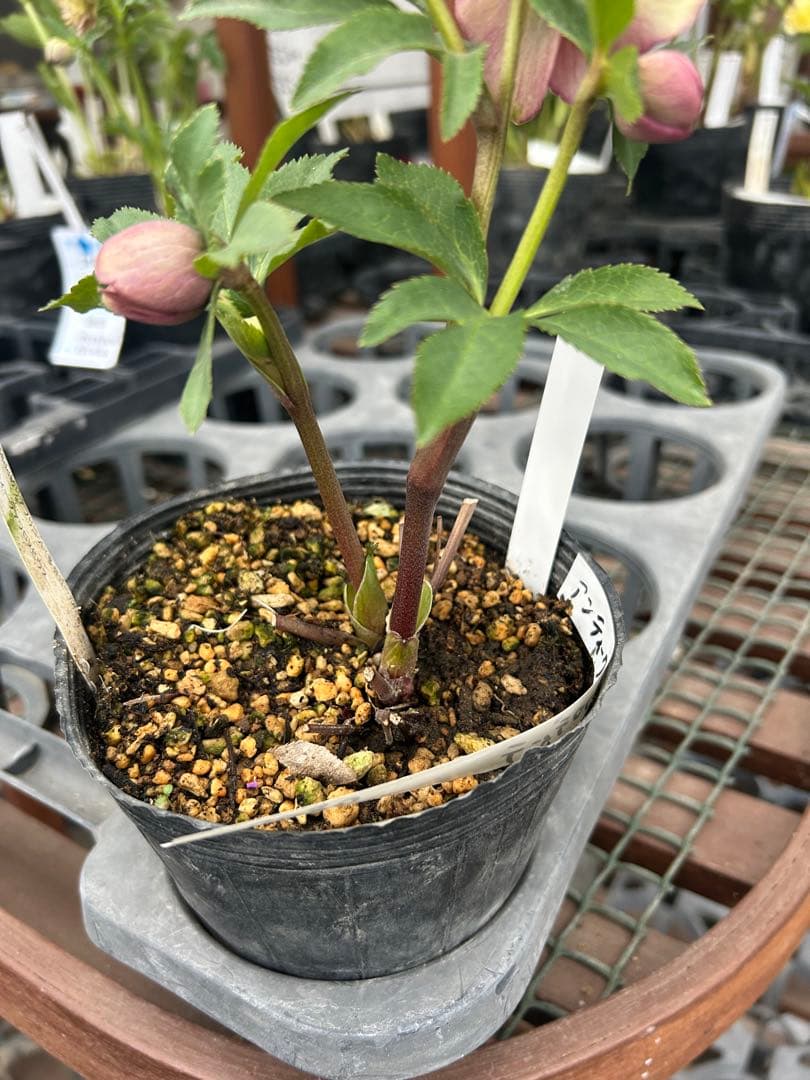 加藤農園 アンティークアフロディーテ クリスマスローズ同梱可能