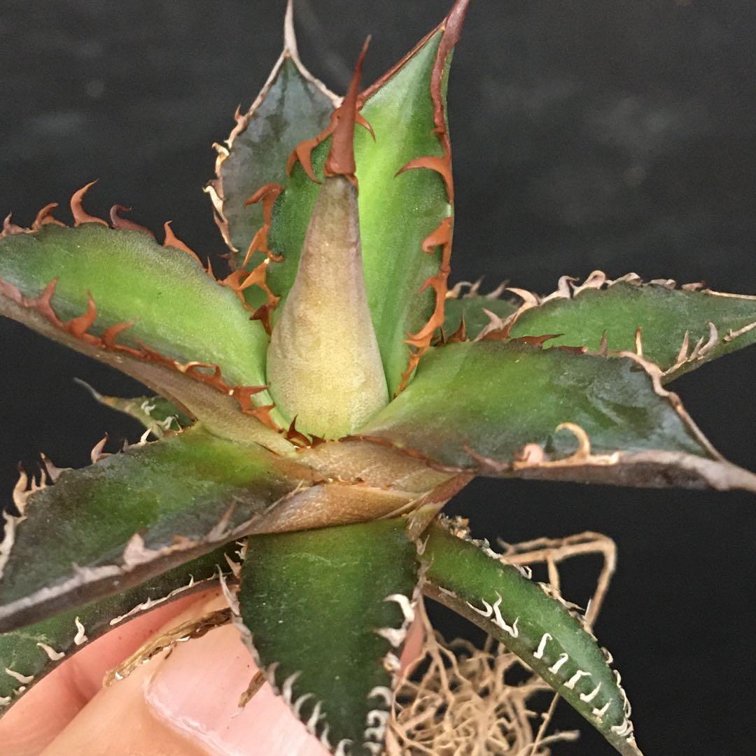 【稀少・高騰品種】ホリダ × レッドキャットウィーズル hyb アガベ