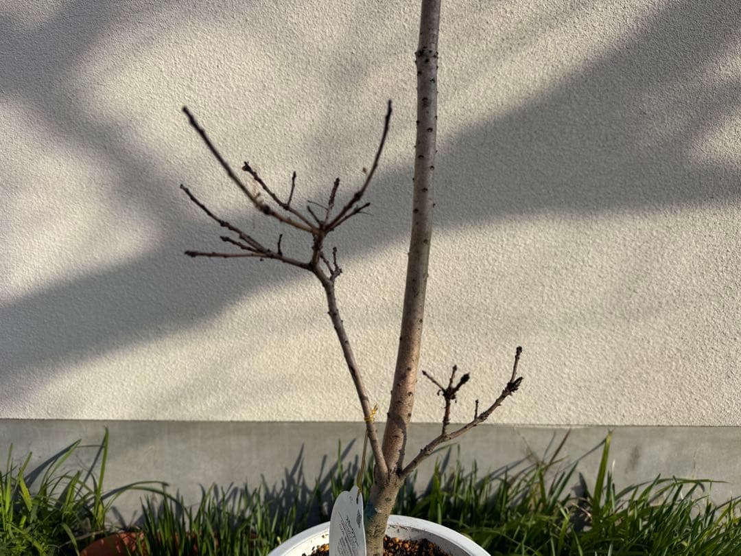 スモークツリー ゴールデンスピリット　樹高約87センチ