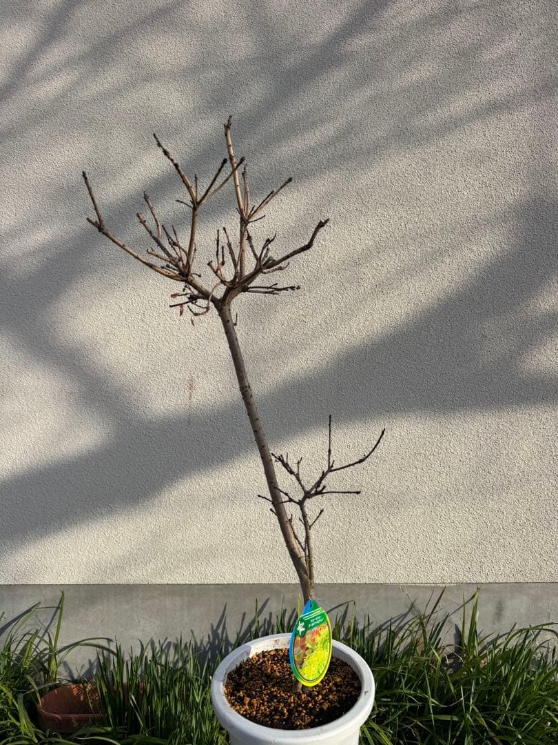 スモークツリー ゴールデンスピリット　樹高約87センチ