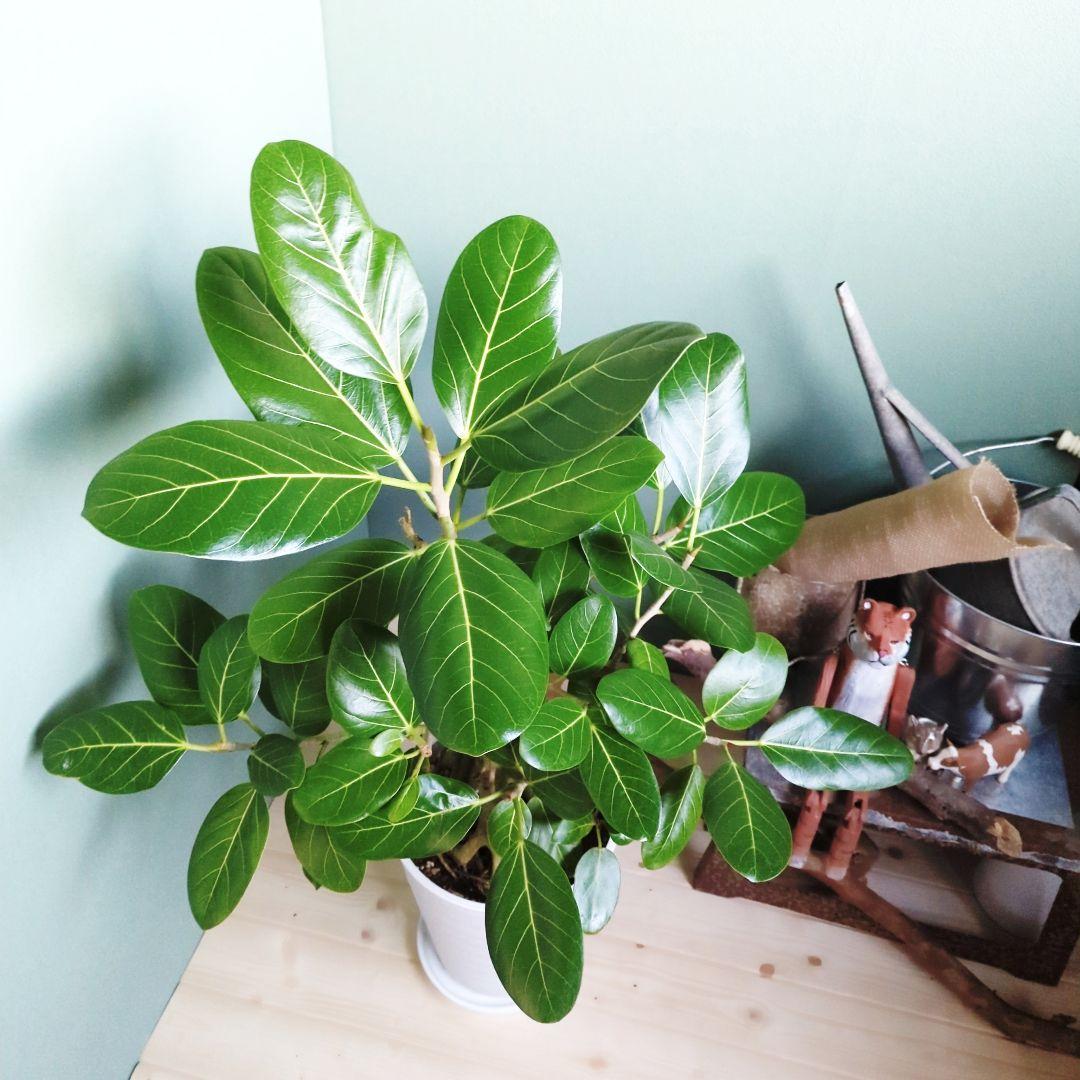 人気の根上り《現品》8号 ベンガレンシス 曲がり幹