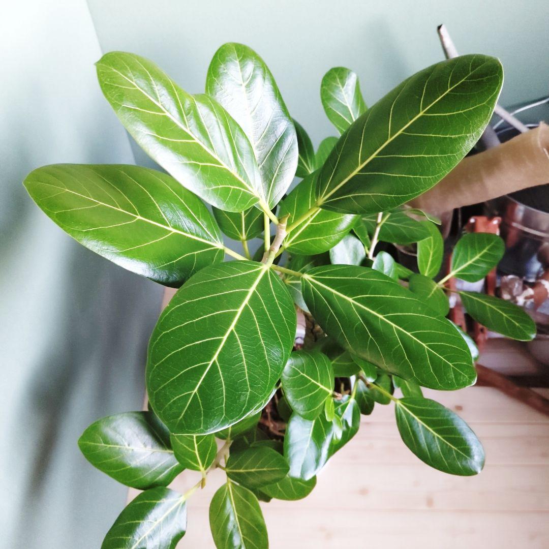 人気の根上り《現品》8号 ベンガレンシス 曲がり幹