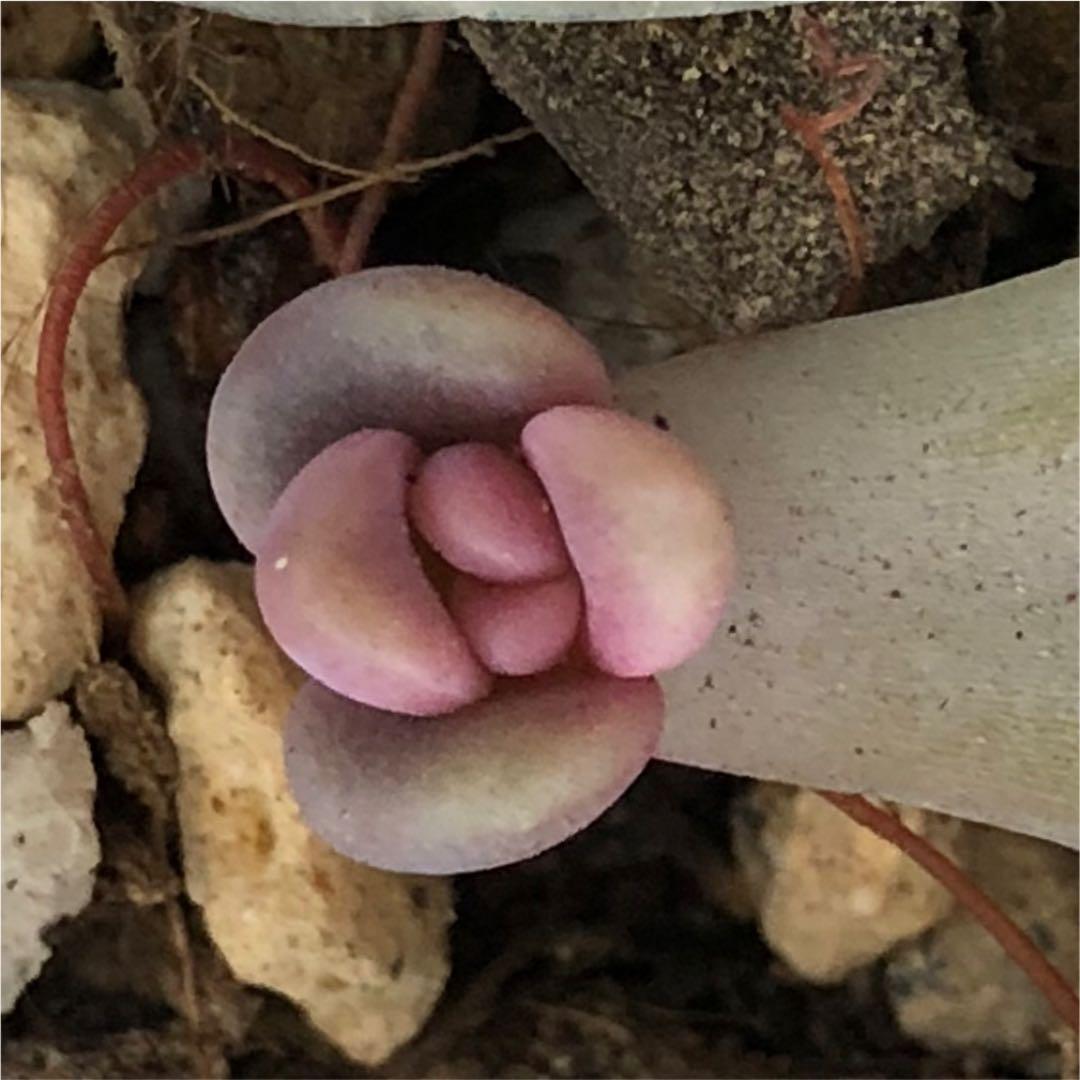 多肉植物^o^ 葉挿し赤ちゃんほろ酔い美人錦