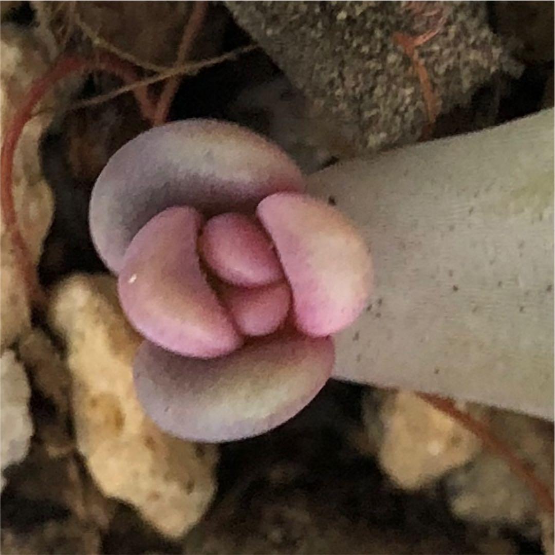 多肉植物^o^ 葉挿し赤ちゃんほろ酔い美人錦