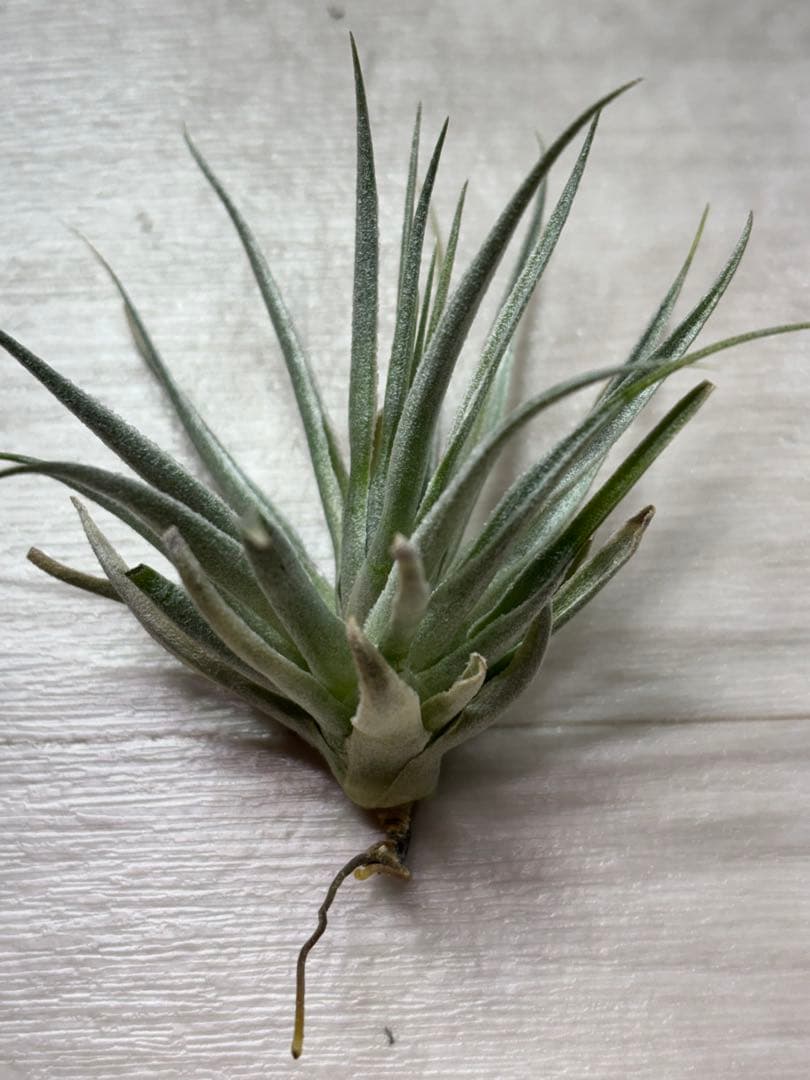 お*り様 Tillandsia.roseiflora