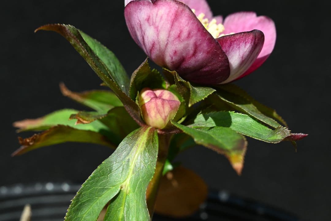 クリスマスローズ sdレッドソフトカップ咲きタイプ 加藤農園 - メルカリ