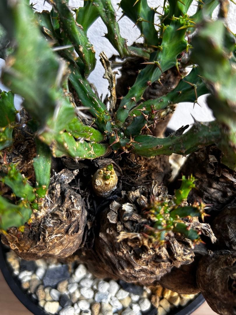 ユーフォルビア クラビゲラ 現地球