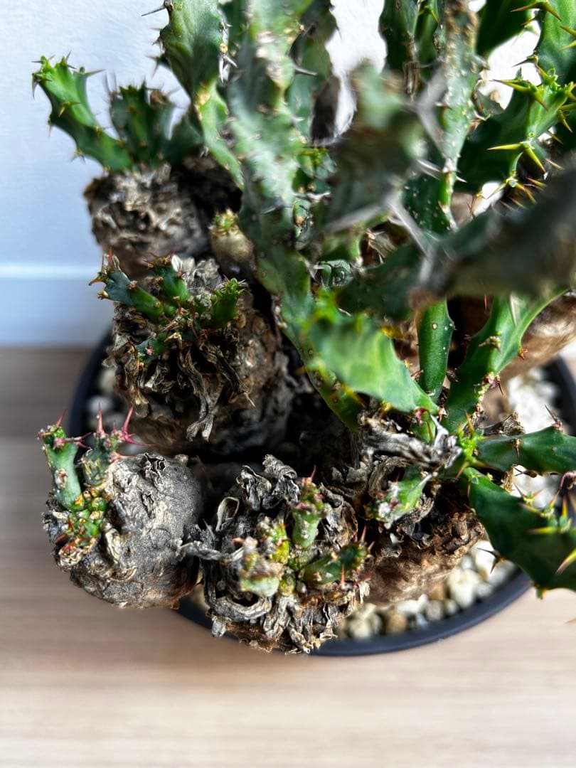 ユーフォルビア クラビゲラ 現地球