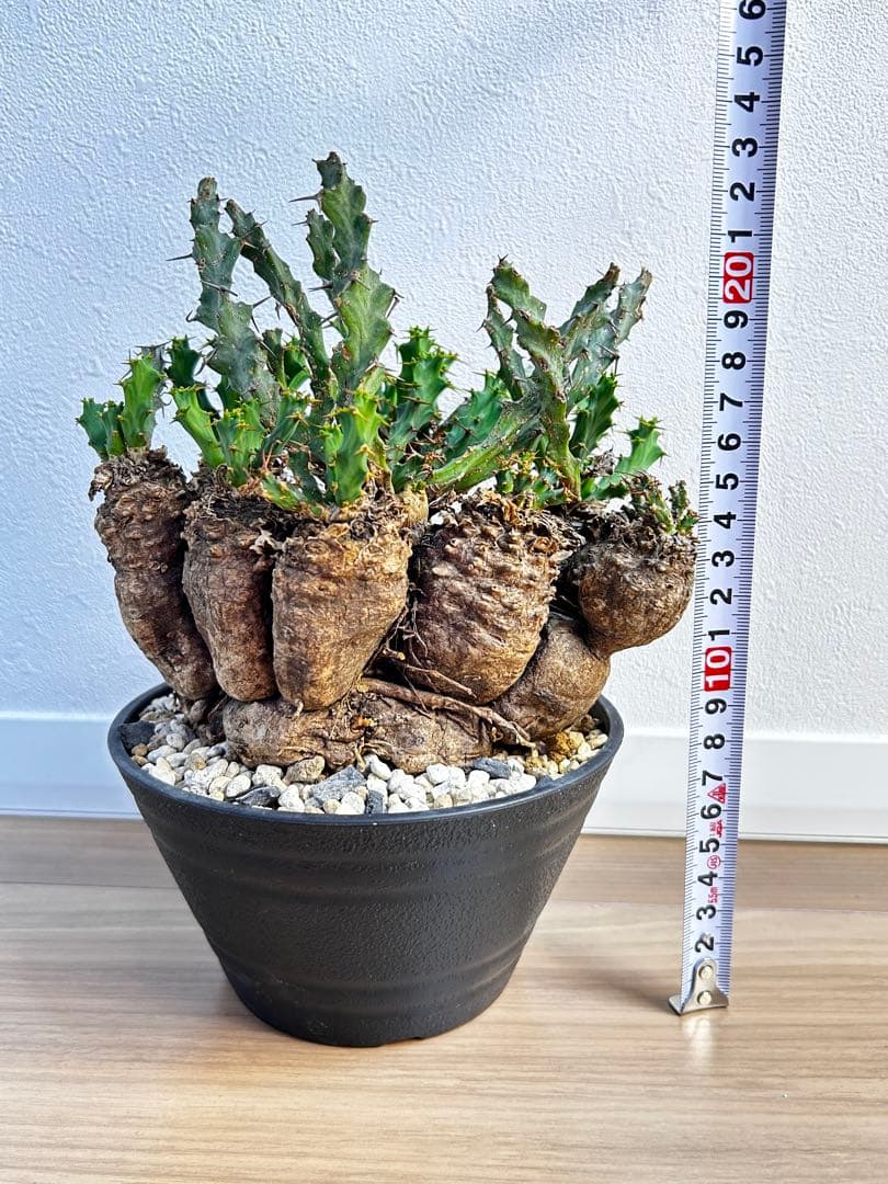 ユーフォルビア クラビゲラ 現地球