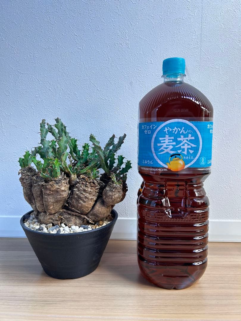 ユーフォルビア クラビゲラ 現地球