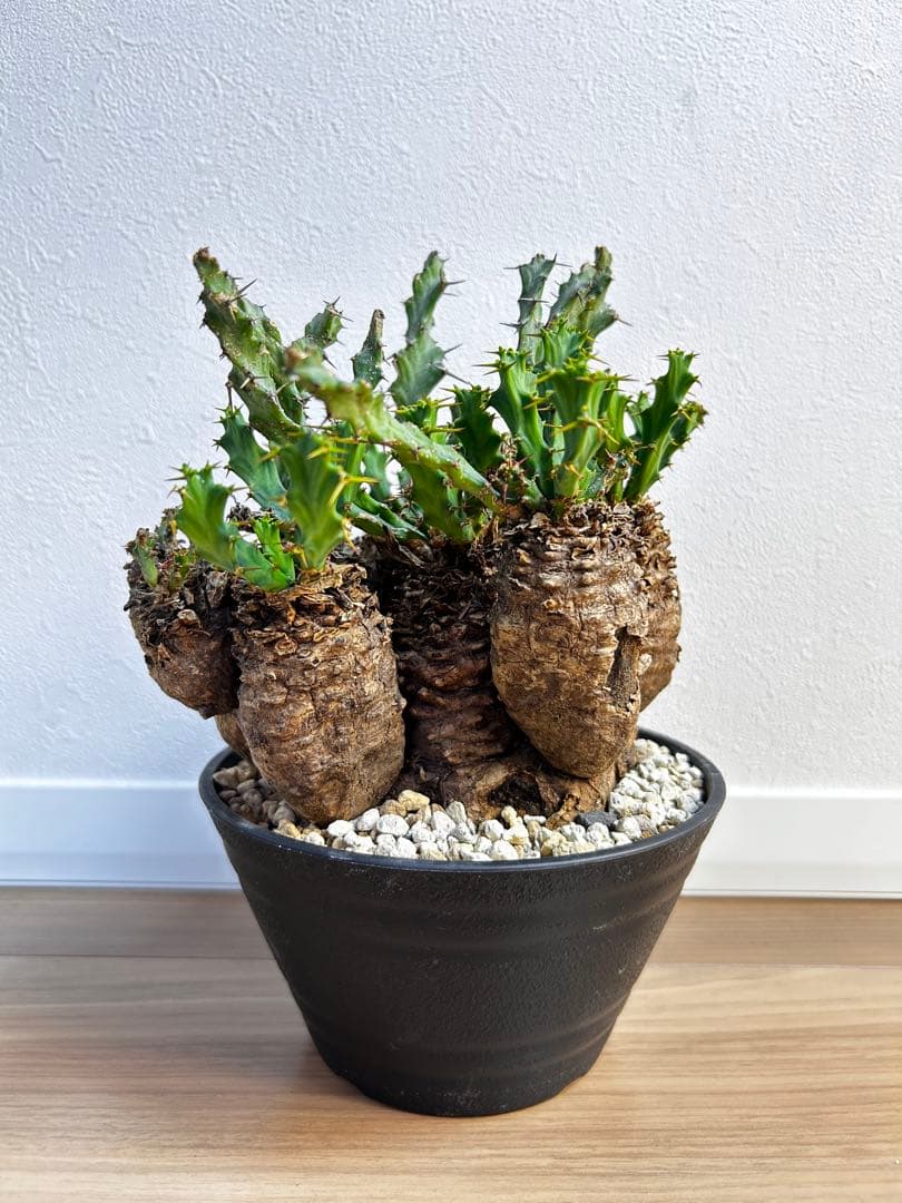 ユーフォルビア クラビゲラ 現地球