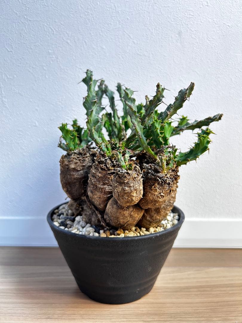 ユーフォルビア クラビゲラ 現地球