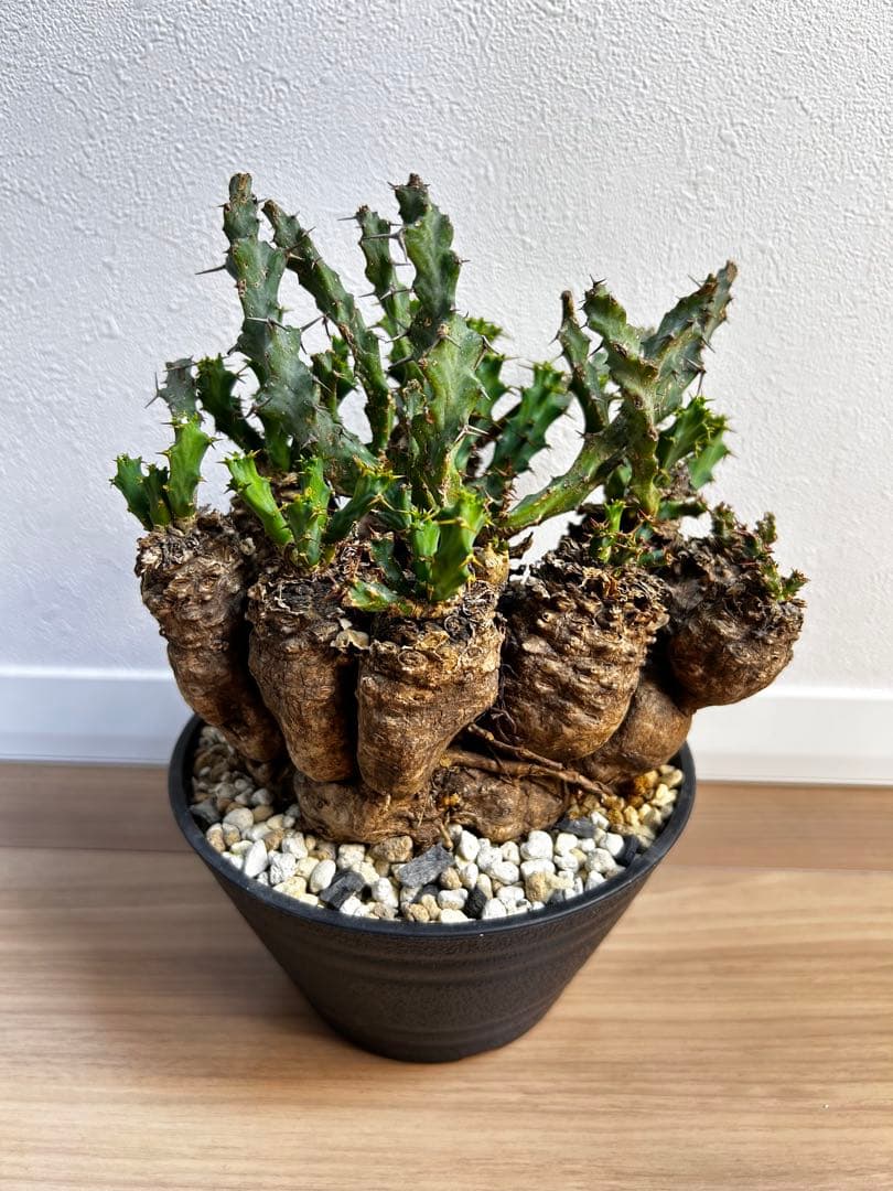 ユーフォルビア クラビゲラ 現地球