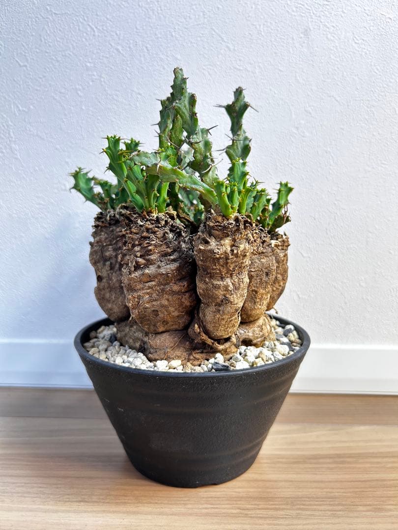 ユーフォルビア クラビゲラ 現地球