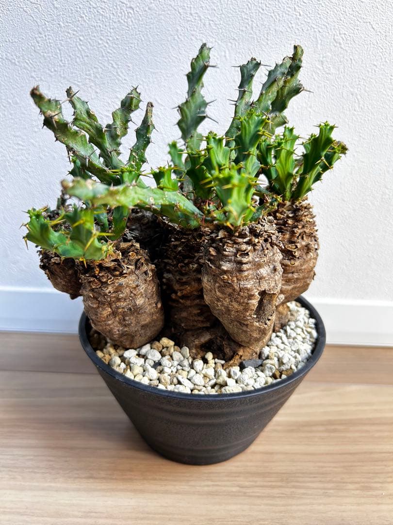 ユーフォルビア クラビゲラ 現地球