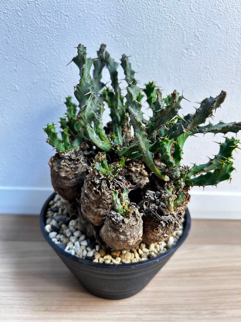 ユーフォルビア クラビゲラ 現地球