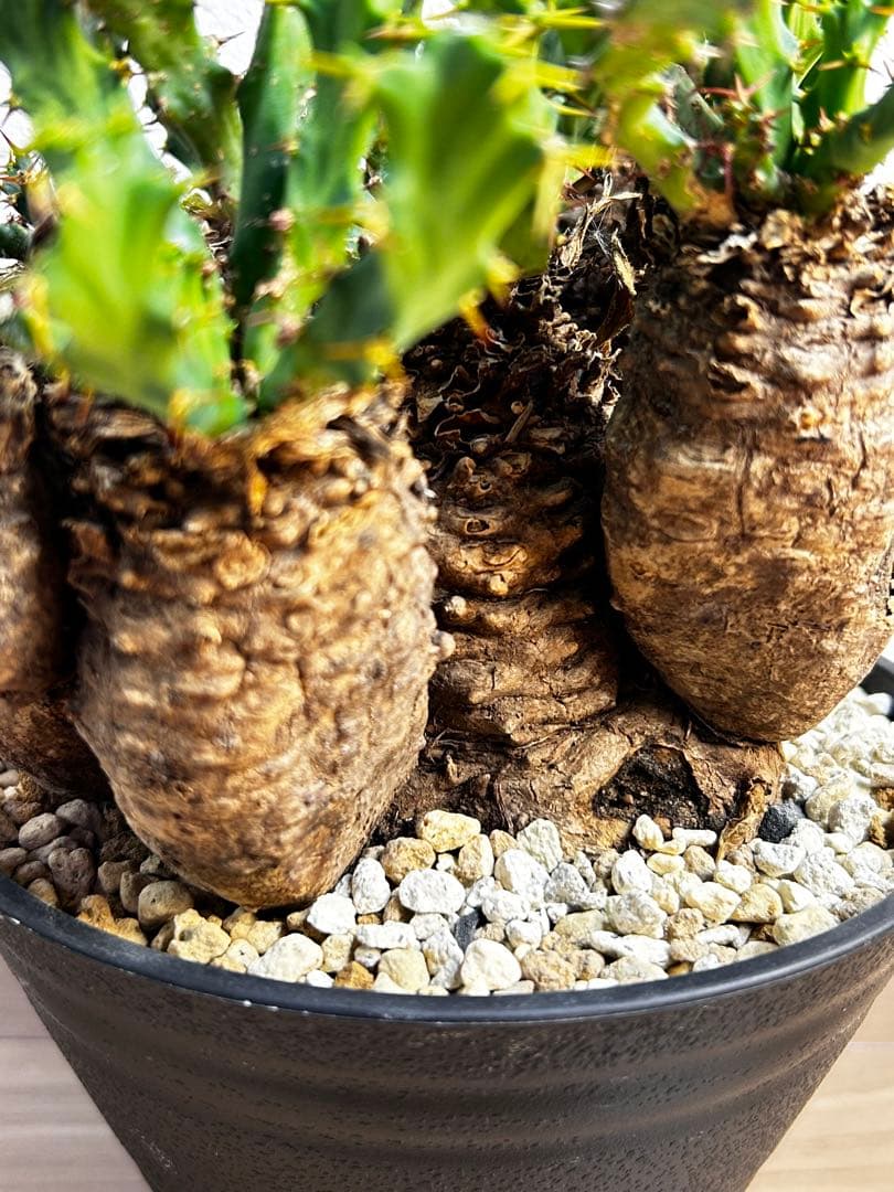 ユーフォルビア クラビゲラ 現地球