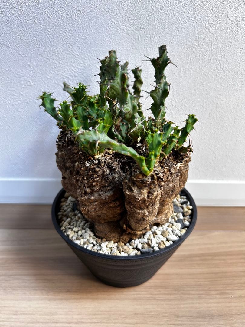 ユーフォルビア クラビゲラ 現地球