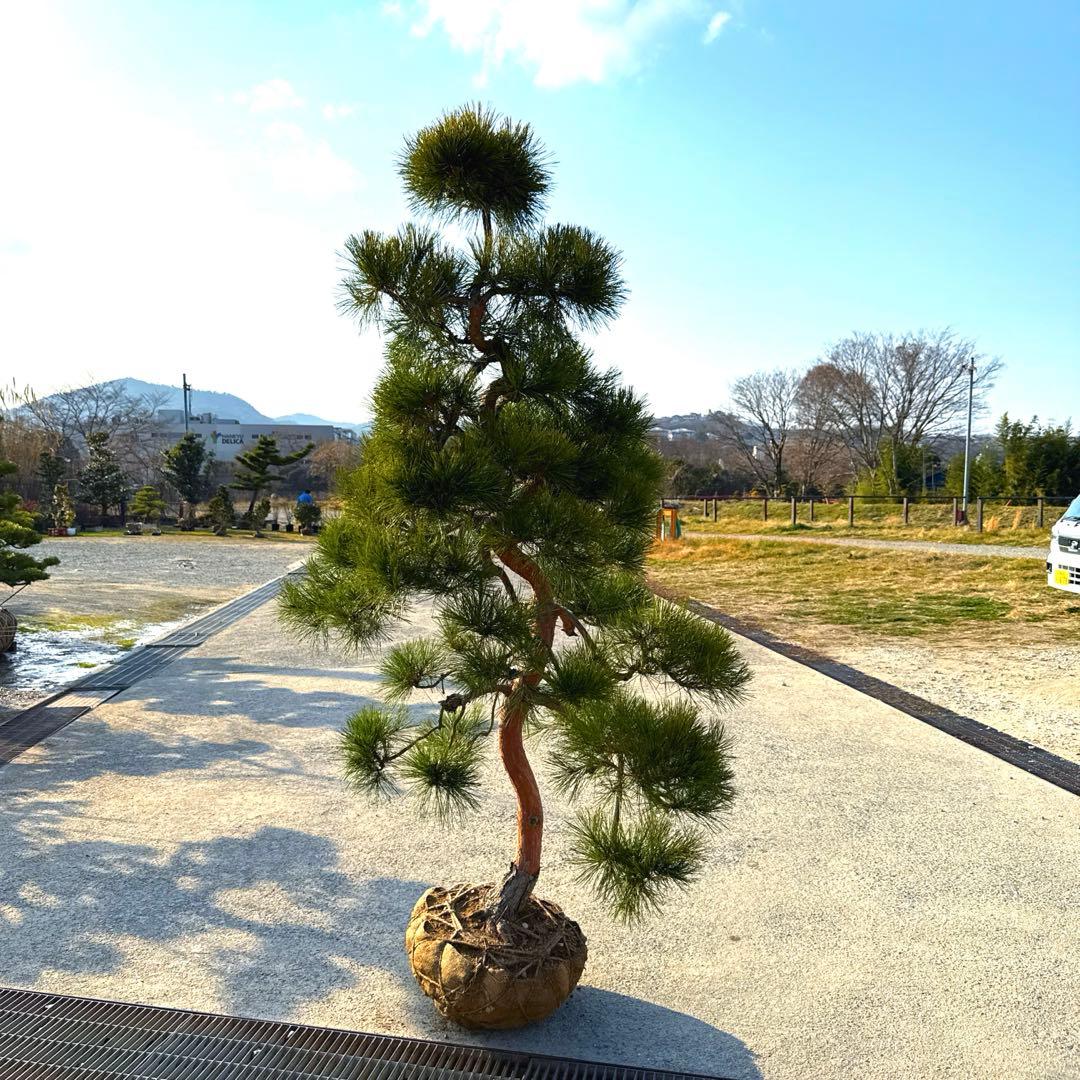 赤松『樹高約220㎝』引き取り限定。配達別料金、植込み無料❗️最終値引き価格❗️