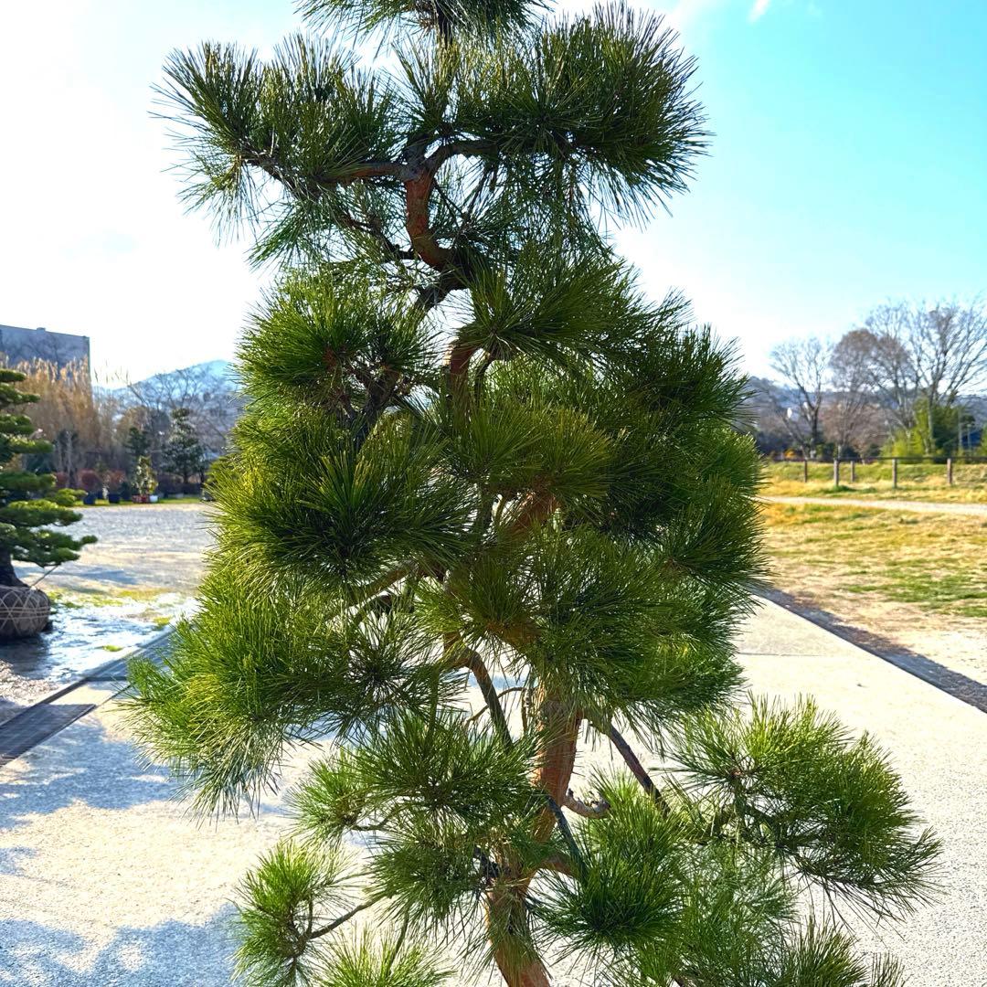 赤松『樹高約220㎝』引き取り限定。配達別料金、植込み無料❗️最終値引き価格❗️