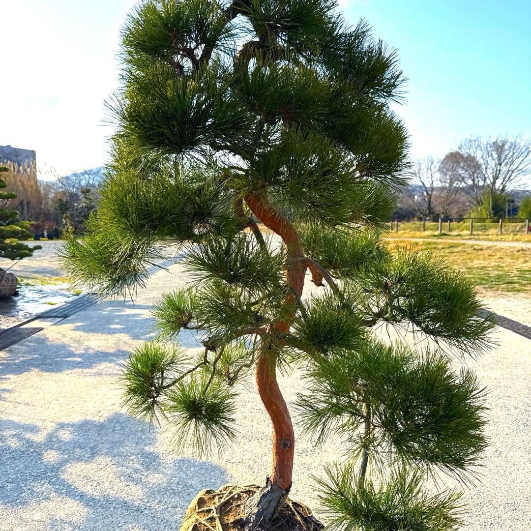 赤松『樹高約220㎝』引き取り限定。配達別料金、植込み無料❗️最終値引き価格❗️