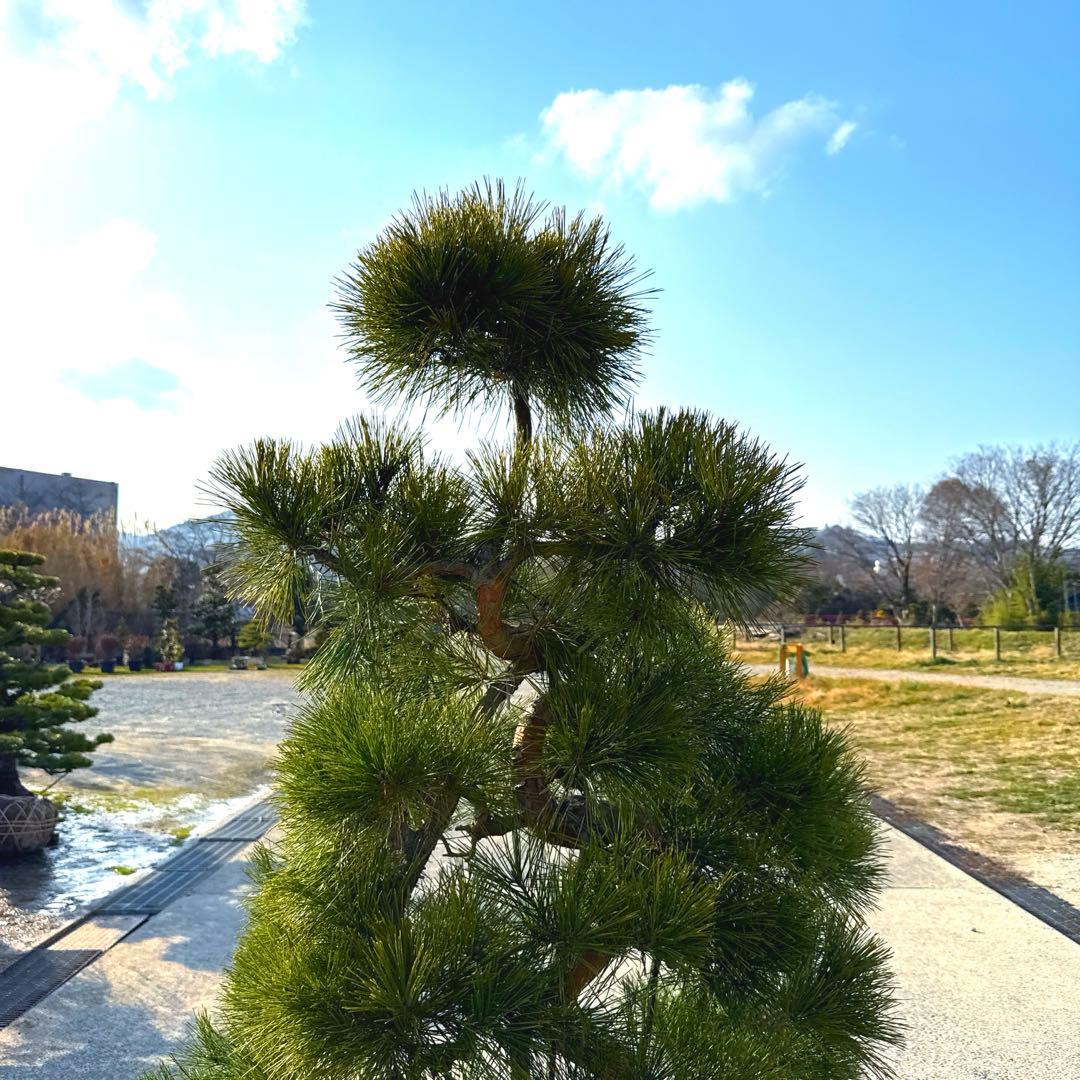 赤松『樹高約220㎝』引き取り限定。配達別料金、植込み無料❗️最終値引き価格❗️