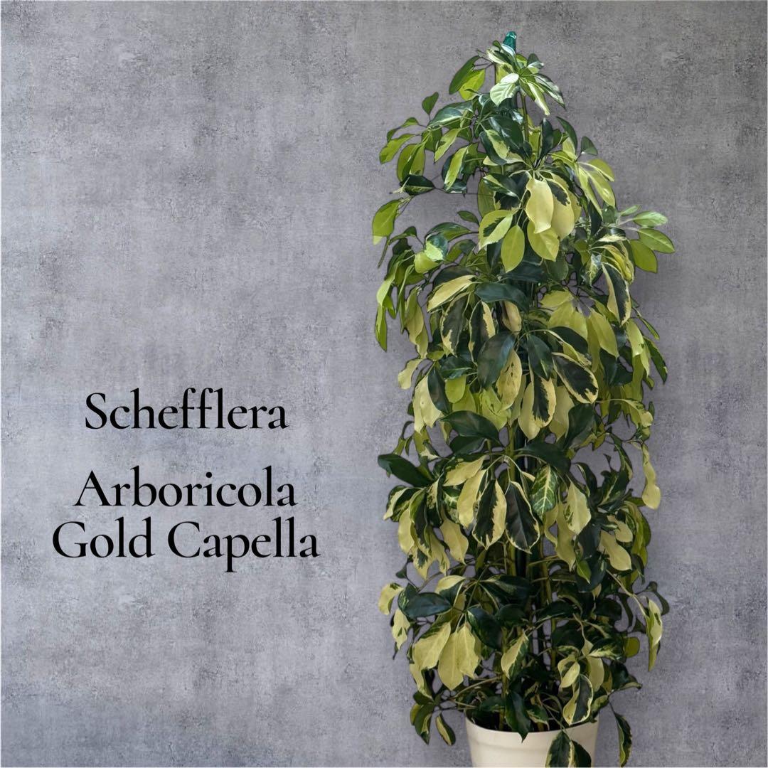 ☆ シェフレラ•ゴールドリーフ♪ 140cm 10号 リビングサイズ♪ - メルカリ