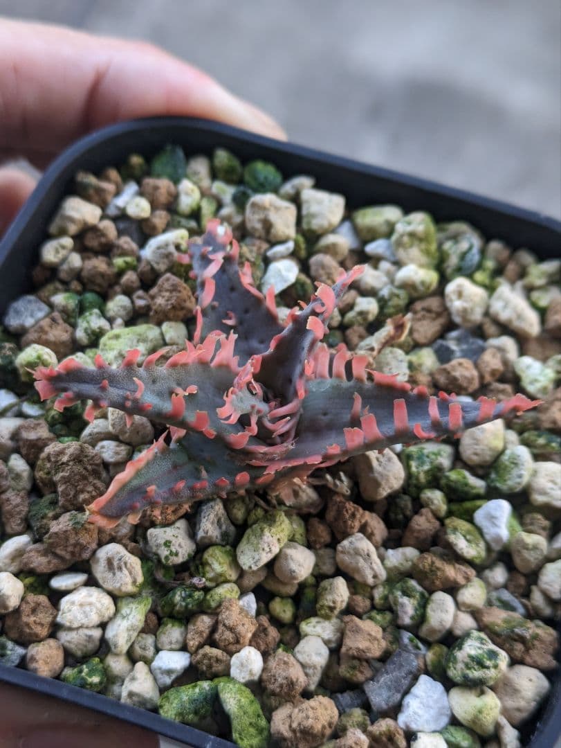 Aloe 'Lion fish' ライオンフィッシュ アロエハイブリッド - メルカリ