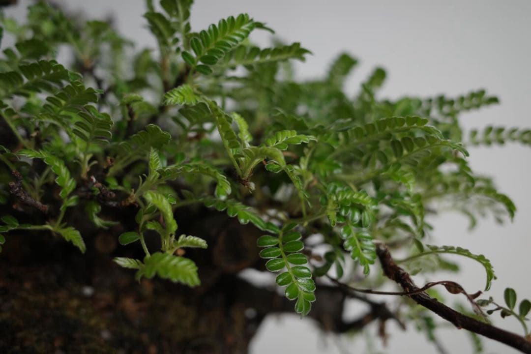 【稀少】岩付け(石付け)磯山椒の盆栽