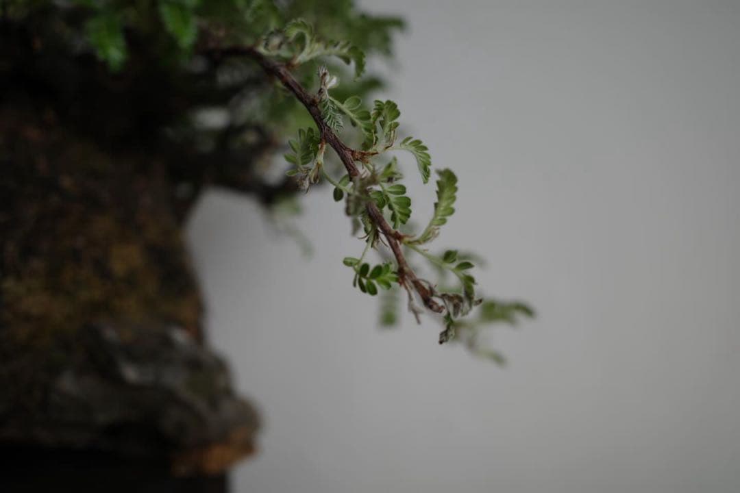 【稀少】岩付け(石付け)磯山椒の盆栽