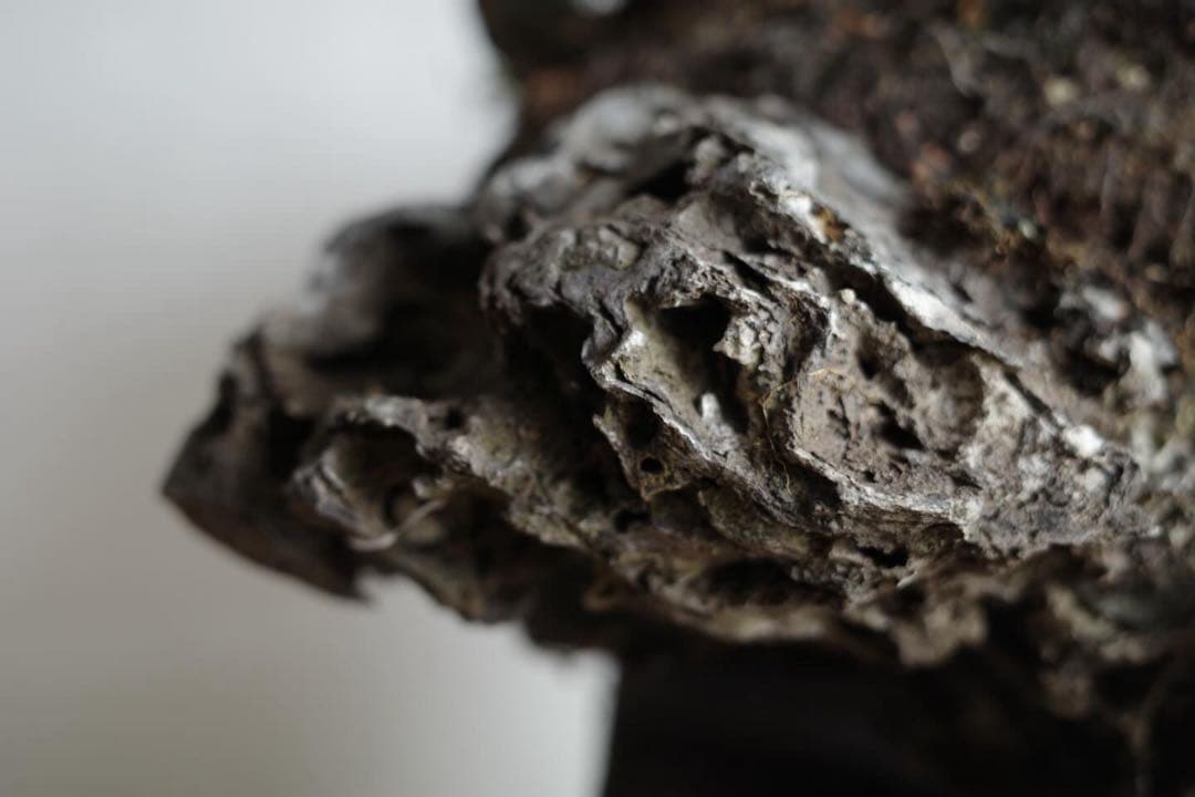 【稀少】岩付け(石付け)磯山椒の盆栽