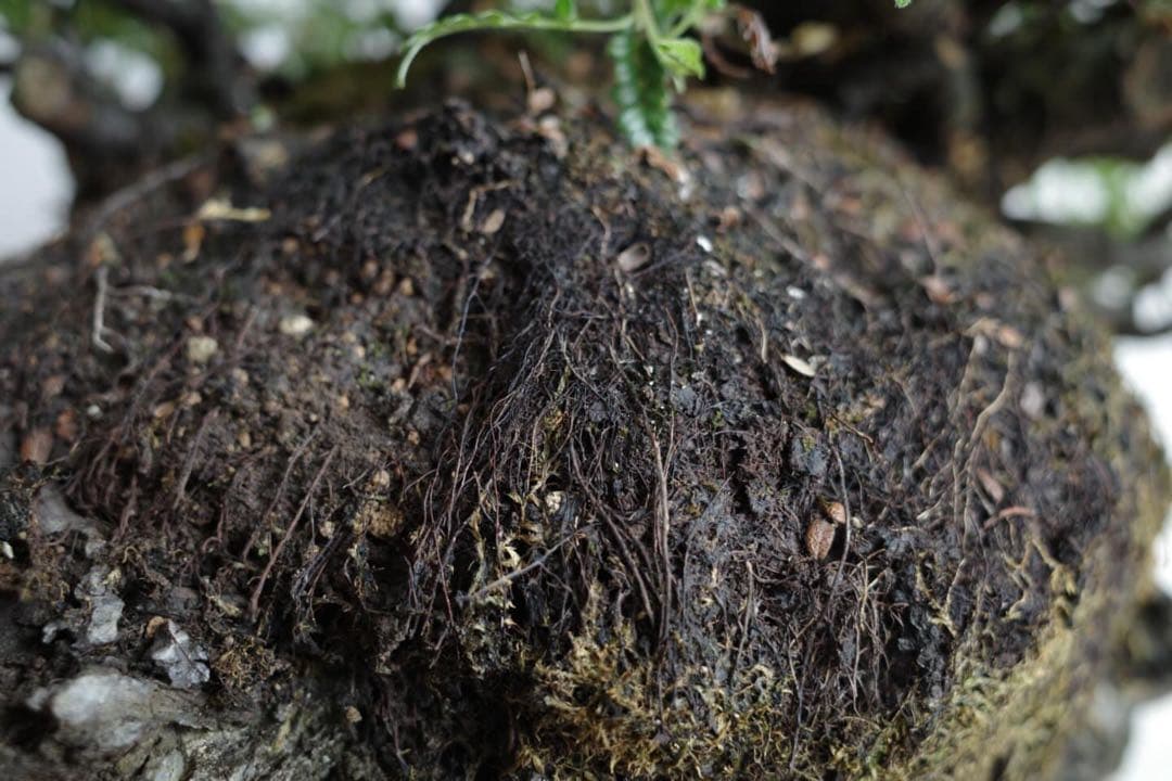 【稀少】岩付け(石付け)磯山椒の盆栽