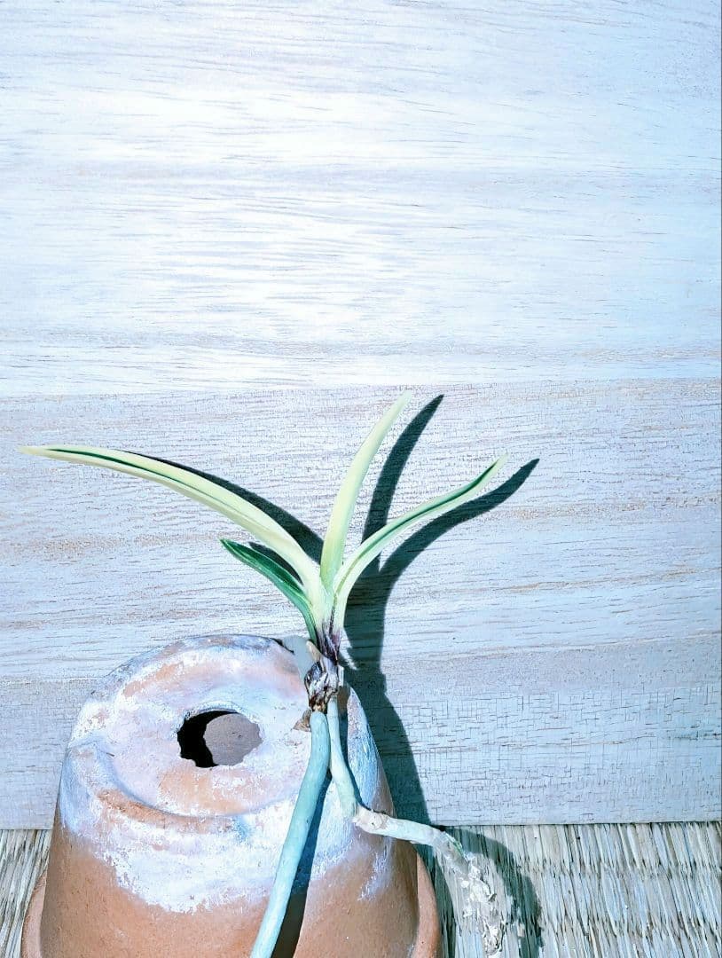 【迎春特別価格品】富貴蘭　Super白牡丹（極上）