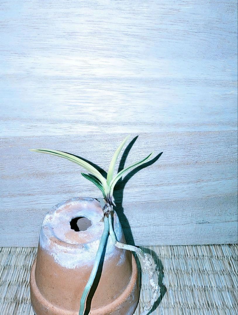 【迎春特別価格品】富貴蘭　Super白牡丹（極上）