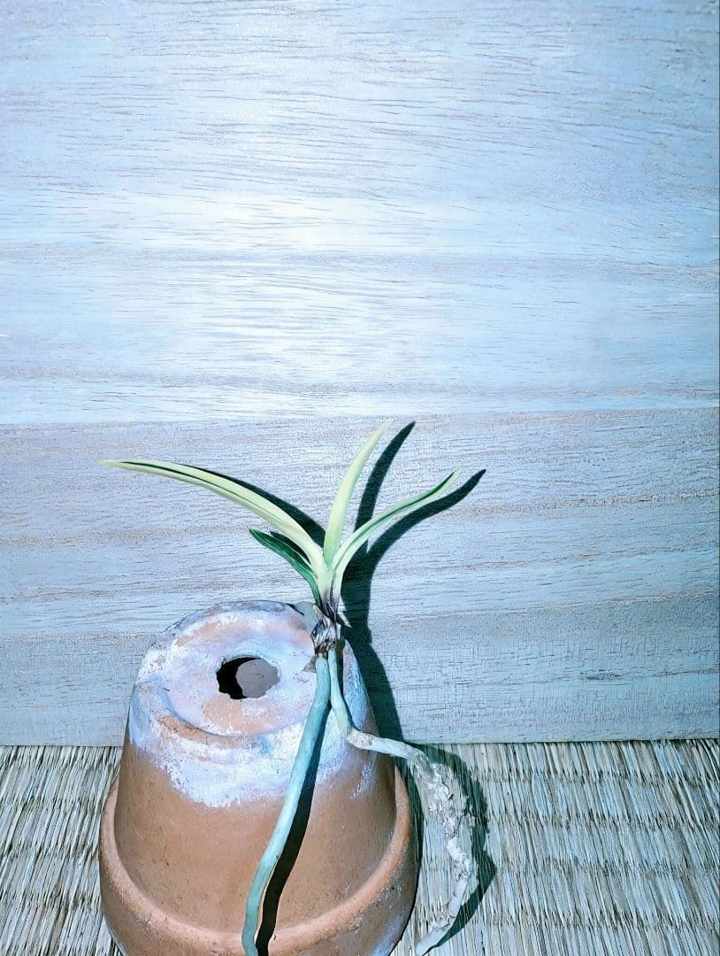 【迎春特別価格品】富貴蘭　Super白牡丹（極上）