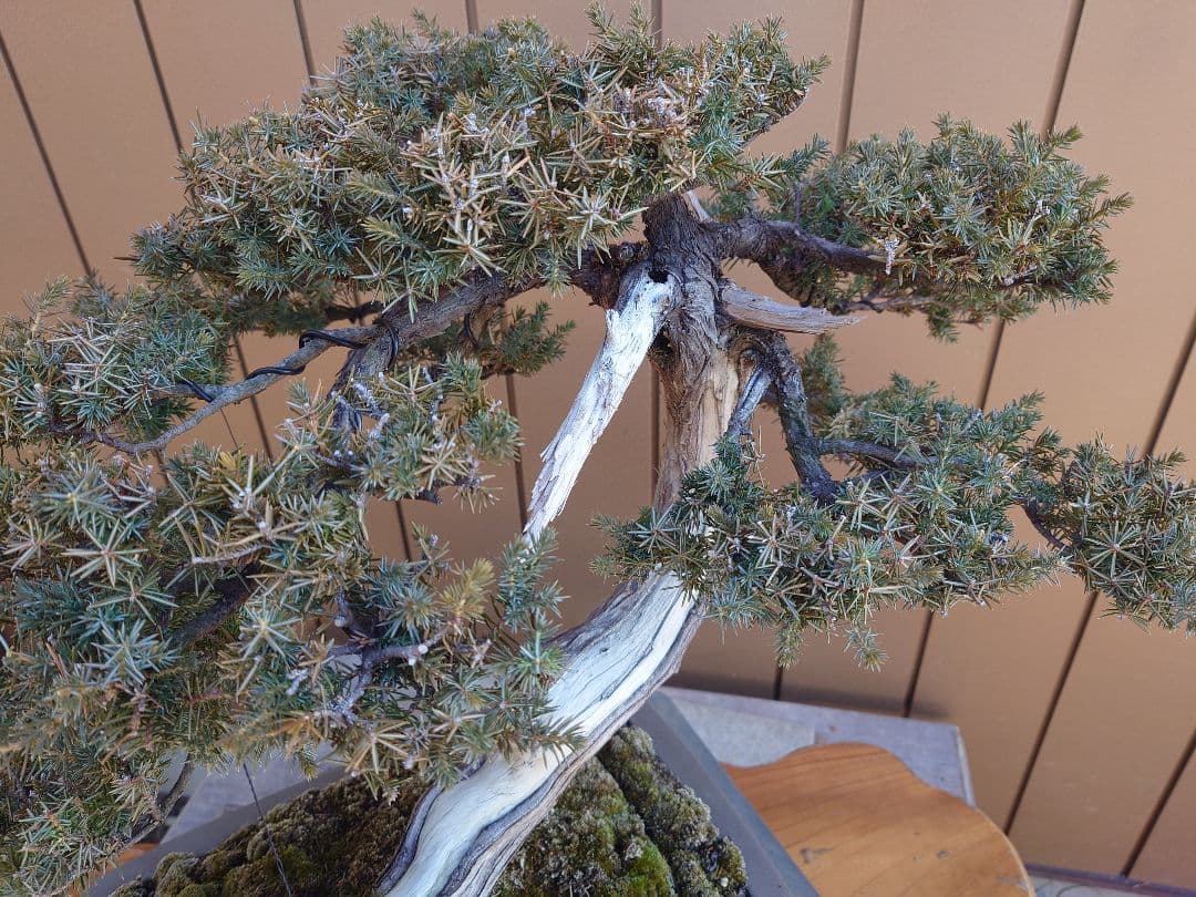 盆栽　伊勢杜松　山木　樹高45cm