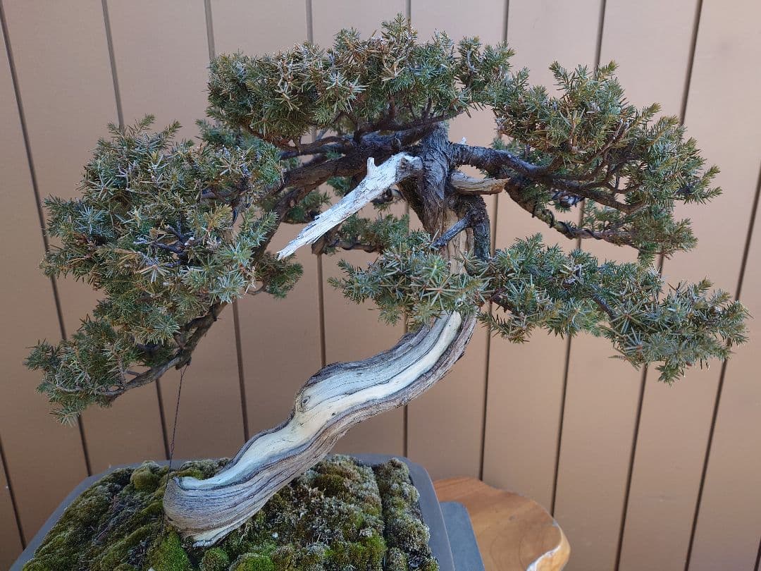 盆栽　伊勢杜松　山木　樹高45cm