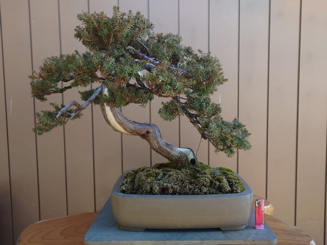 盆栽　伊勢杜松　山木　樹高45cm