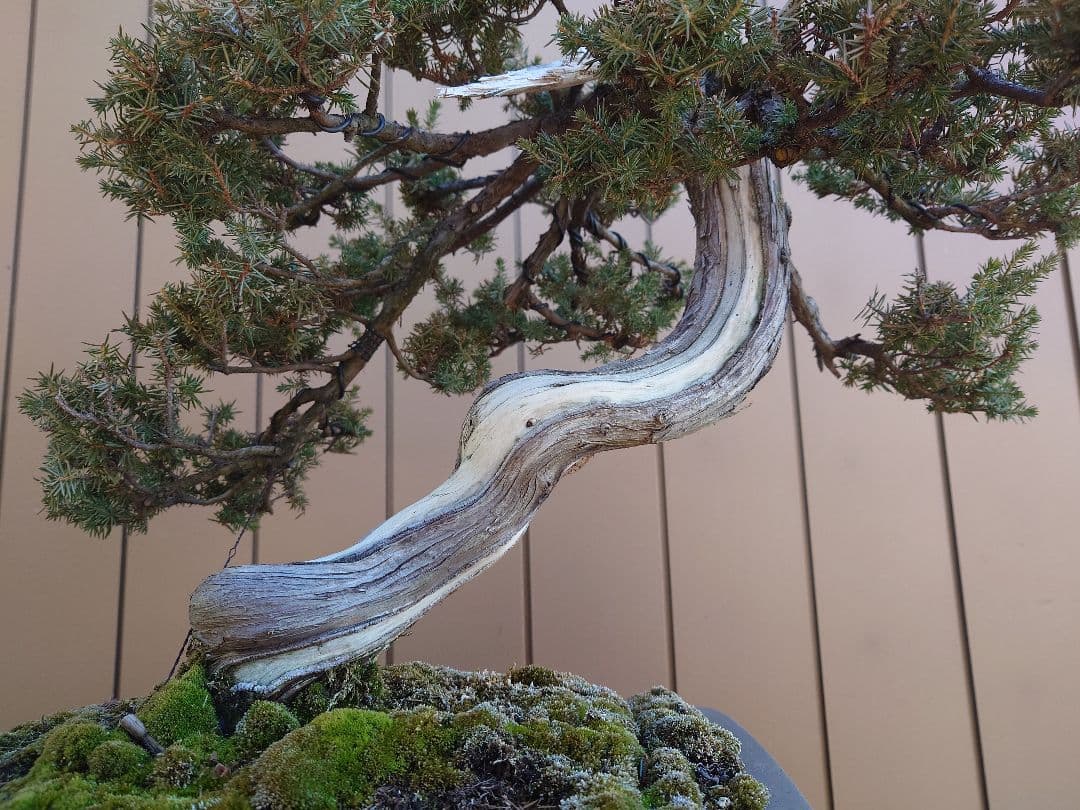 盆栽　伊勢杜松　山木　樹高45cm