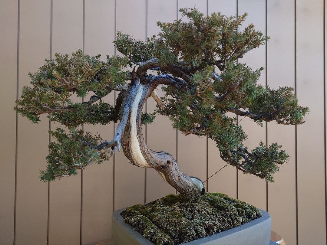 盆栽　伊勢杜松　山木　樹高45cm