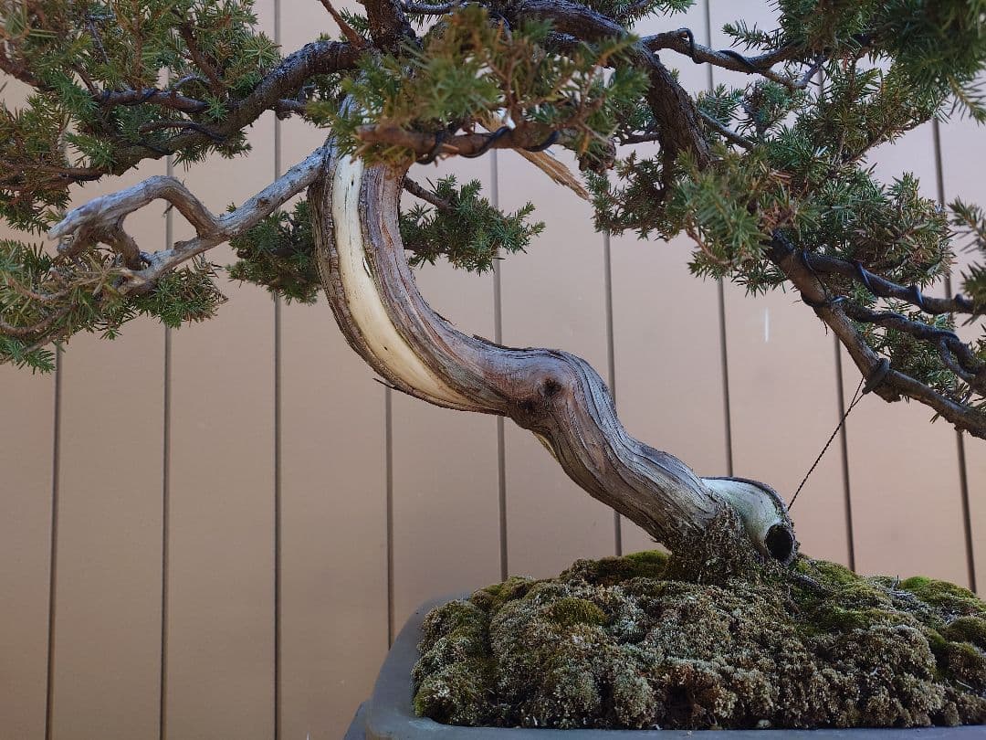 盆栽　伊勢杜松　山木　樹高45cm