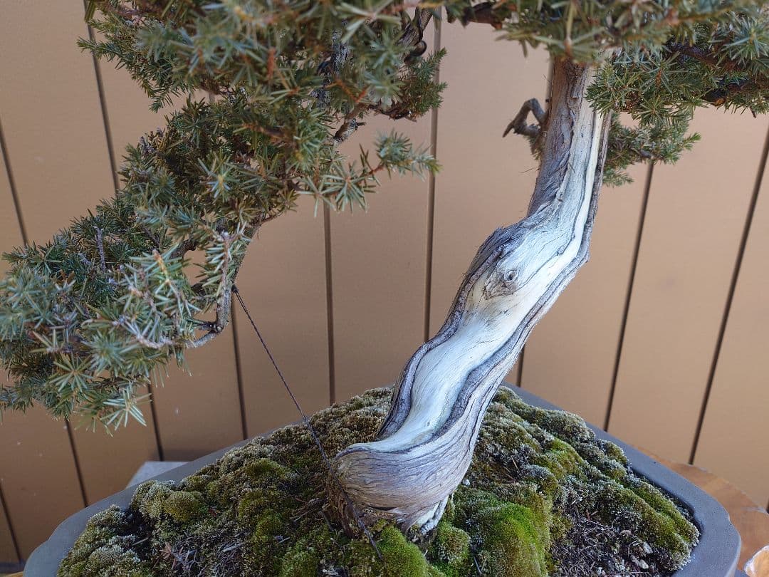 盆栽　伊勢杜松　山木　樹高45cm