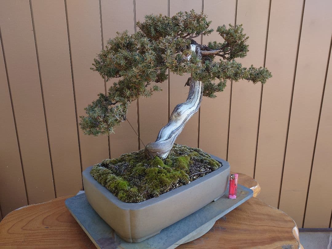 盆栽　伊勢杜松　山木　樹高45cm