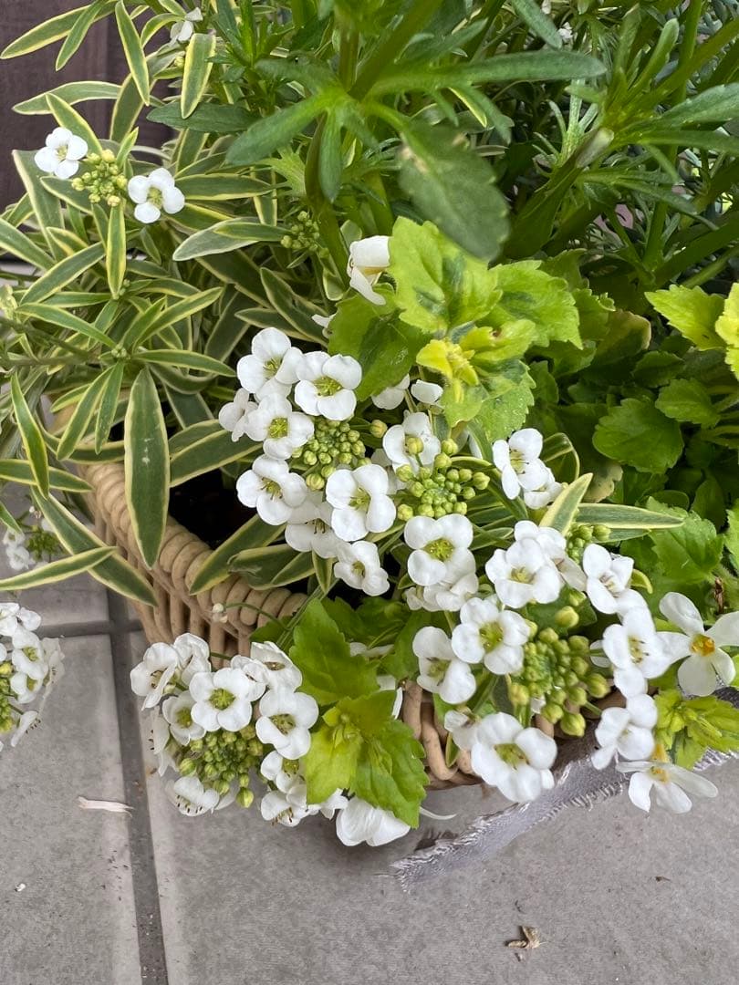 寄せ植え　花■みつばちと花畑