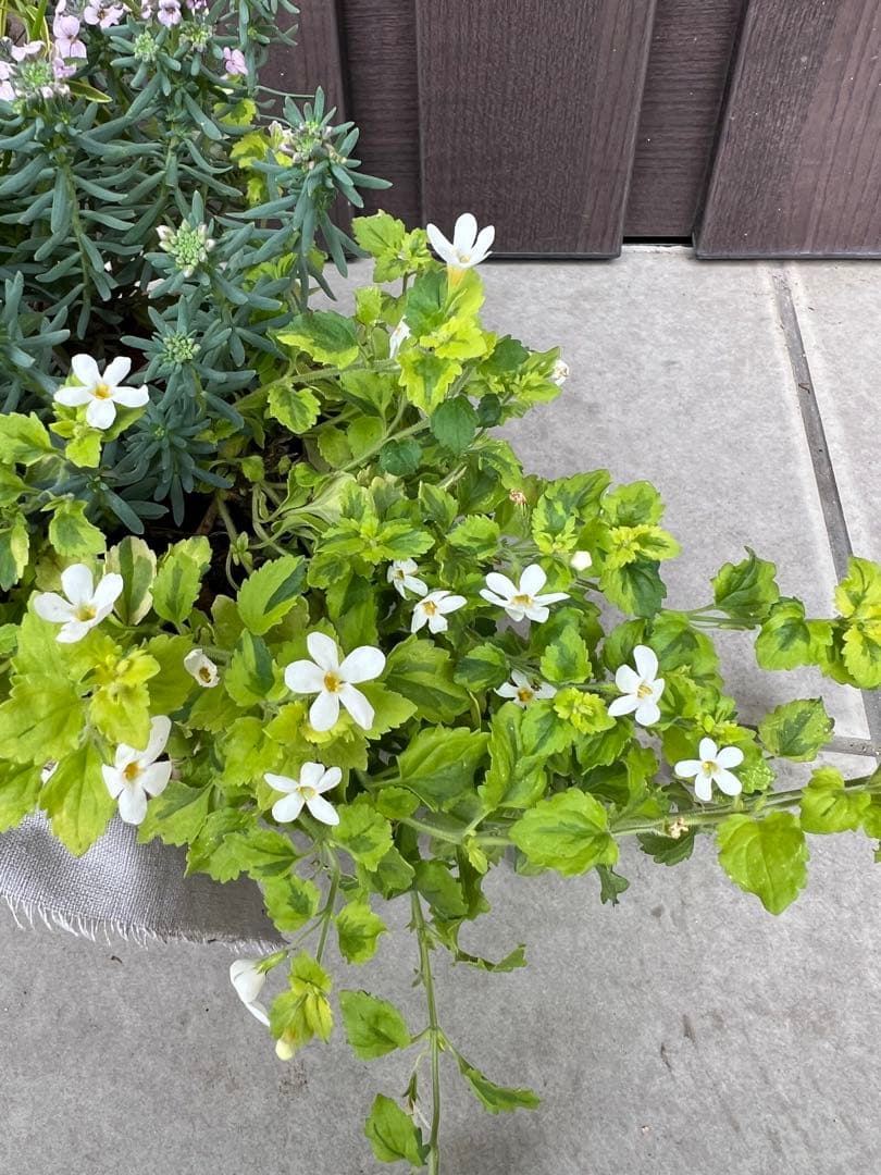 寄せ植え　花■みつばちと花畑