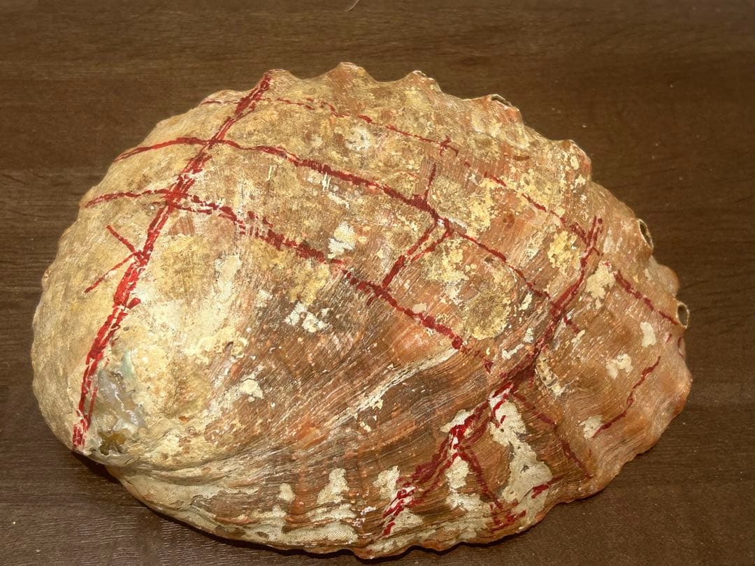 グリーンアバロン　アワビ　パウア貝　アバロンシェル　815g 約23×17cm