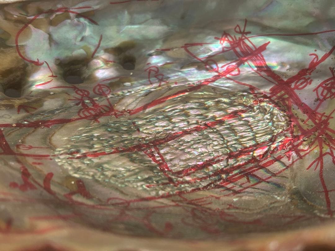 グリーンアバロン　アワビ　パウア貝　アバロンシェル　815g 約23×17cm