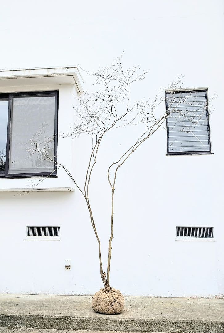 存在感。山採りドウダンツツジ。