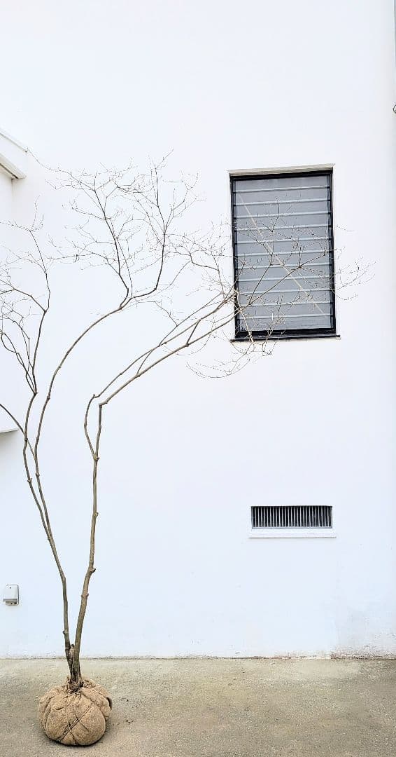 存在感。山採りドウダンツツジ。