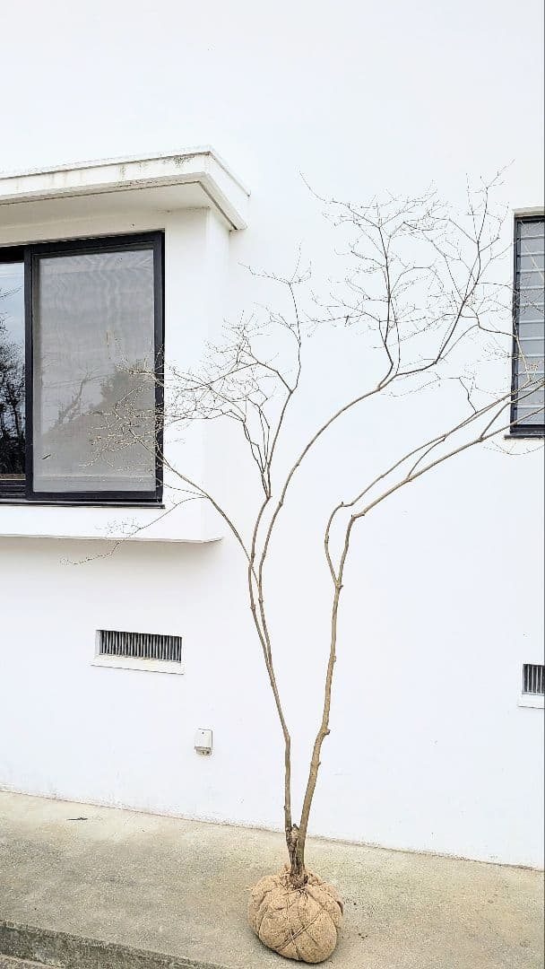 存在感。山採りドウダンツツジ。